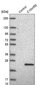 C10orf55 Antibody in Western Blot (WB)