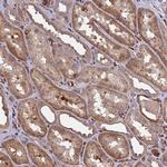 MOCS1 Antibody in Immunohistochemistry (Paraffin) (IHC (P))