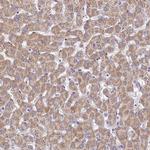 C2orf60 Polyclonal Antibody