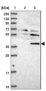 C2orf60 Antibody in Western Blot (WB)