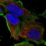 SLC41A3 Polyclonal Antibody