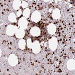 RESP18 Polyclonal Antibody