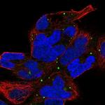 ZNF530 Antibody in Immunocytochemistry (ICC/IF)