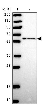 ZNF530 Antibody in Western Blot (WB)
