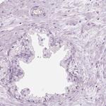 CFAP126 Antibody in Immunohistochemistry (IHC)