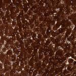 IFLTD1 Antibody in Immunohistochemistry (Paraffin) (IHC (P))