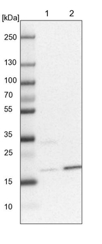 ARL8A Antibody in Western Blot (WB)