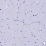 LIPF Polyclonal Antibody