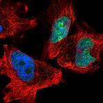 CK068 Polyclonal Antibody