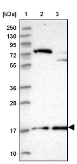 POLR2D Antibody in Western Blot (WB)