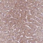 RNF181 Antibody in Immunohistochemistry (Paraffin) (IHC (P))
