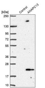 APC13 Antibody in Western Blot (WB)