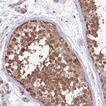 AMIGO1 Antibody in Immunohistochemistry (Paraffin) (IHC (P))