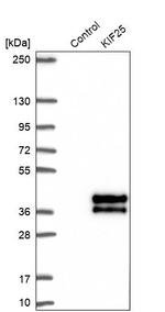 KIF25 Antibody in Western Blot (WB)