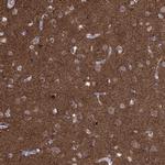 AMN1 Antibody in Immunohistochemistry (Paraffin) (IHC (P))