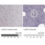 LUZP2 Antibody in Immunohistochemistry (IHC)