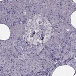 LUZP2 Antibody in Immunohistochemistry (IHC)