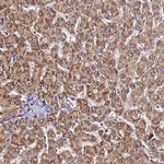 LRRIQ1 Antibody in Immunohistochemistry (Paraffin) (IHC (P))