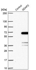 GDAP2 Antibody in Western Blot (WB)