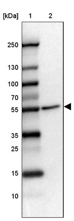 FOXRED1 Antibody in Western Blot (WB)