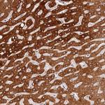 WDR93 Polyclonal Antibody