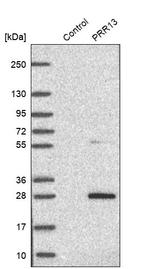 PRR13 Antibody in Western Blot (WB)