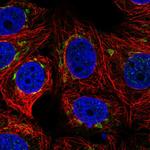 PLEKHH3 Antibody in Immunocytochemistry (ICC/IF)
