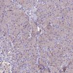 FAM173A Antibody in Immunohistochemistry (IHC)