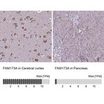 FAM173A Antibody