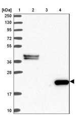 C8G Antibody in Western Blot (WB)