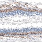 GNG13 Polyclonal Antibody