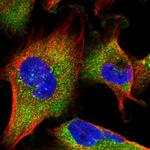 MON1B Polyclonal Antibody