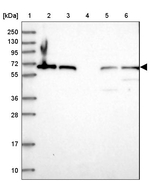 MON1B Antibody in Western Blot (WB)