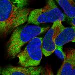 C16orf93 Polyclonal Antibody