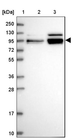 hnRNP UL1 Antibody in Western Blot (WB)