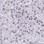 hnRNP UL1 Antibody in Immunohistochemistry (IHC)