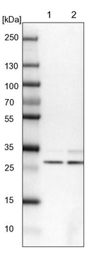 AKTIP Antibody in Western Blot (WB)