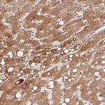 PGRP-L Antibody in Immunohistochemistry (Paraffin) (IHC (P))