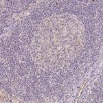 PGRP-L Polyclonal Antibody