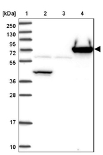PGRP-L Antibody in Western Blot (WB)