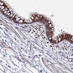 MOB2 Antibody in Immunohistochemistry (Paraffin) (IHC (P))