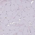 PSG11 Antibody in Immunohistochemistry (Paraffin) (IHC (P))