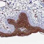 TMC2 Polyclonal Antibody