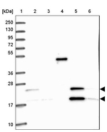 C3orf75 Antibody in Western Blot (WB)