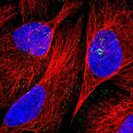 SNX21 Antibody in Immunocytochemistry (ICC/IF)