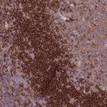 SNX21 Antibody in Immunohistochemistry (Paraffin) (IHC (P))