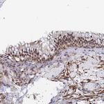 PRRT4 Antibody in Immunohistochemistry (Paraffin) (IHC (P))