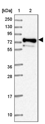 PRRT4 Antibody in Western Blot (WB)