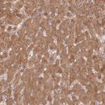 DDX19B Antibody in Immunohistochemistry (Paraffin) (IHC (P))