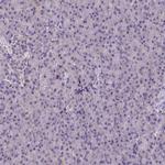 NALP11 Antibody in Immunohistochemistry (Paraffin) (IHC (P))